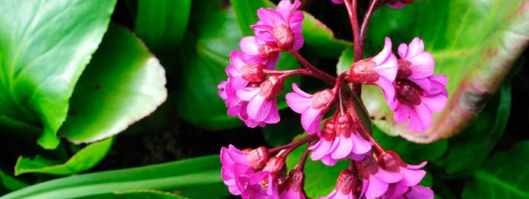 Kış Ortancası – Bergenia Çiçeği Bakımı Hakkında Her Şey